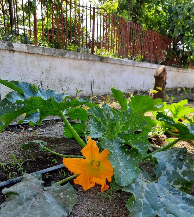 B&B Ioli Vesuvio Ерколано Екстер'єр фото