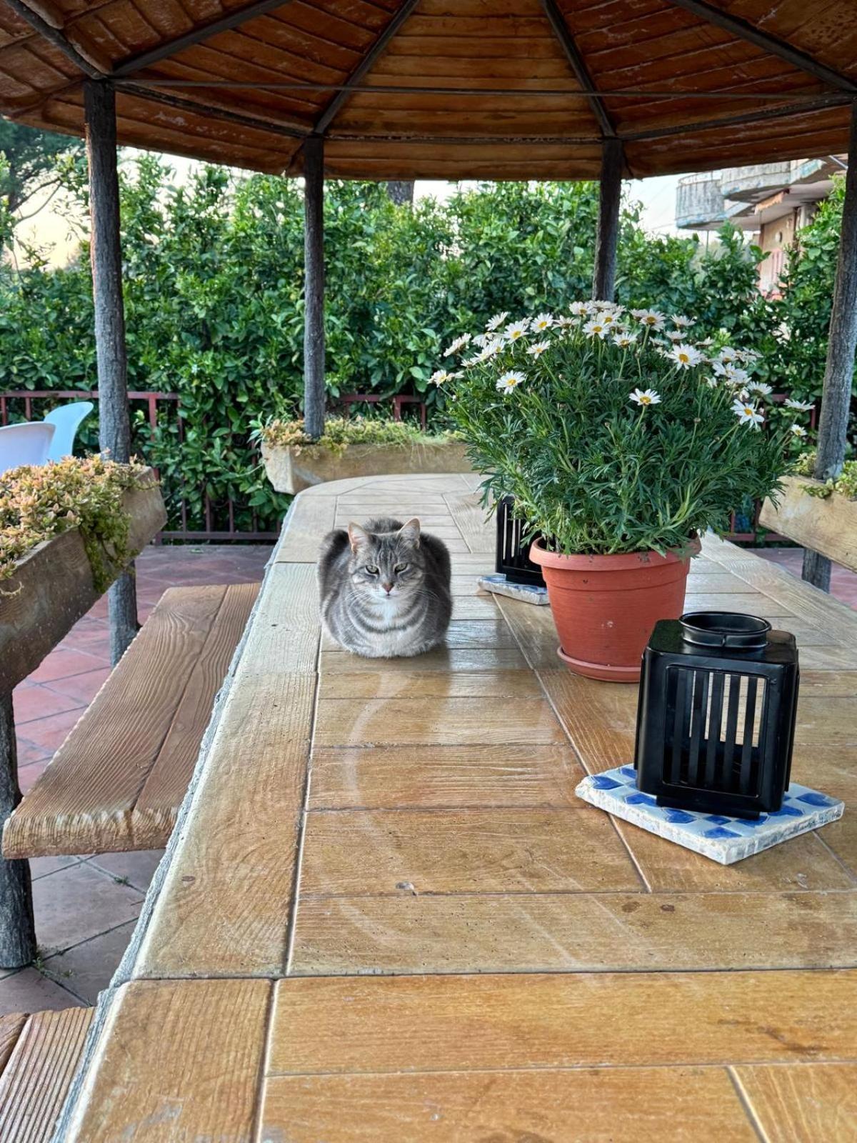 B&B Ioli Vesuvio Ерколано Екстер'єр фото